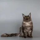 Кот мейн-кун Excellence Galant