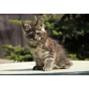 Кот мейн-кун Excellence Galant