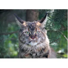 Кошка мейн-кун Excellence Happy