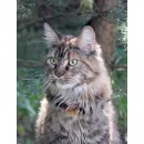 Кошка мейн-кун Excellence Happy