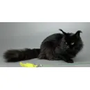 Кошка мейн-кун Excellence Maxa