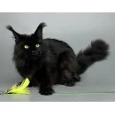 Кошка мейн-кун Excellence Maxa