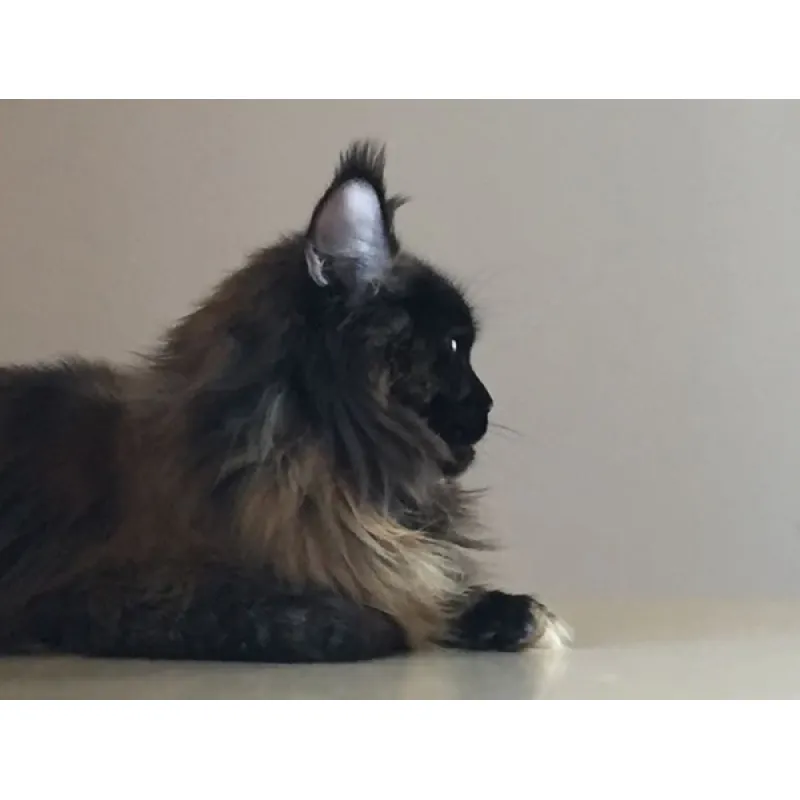 Кот мейн-кун Excellence Panther