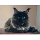Кот мейн-кун Excellence Panther