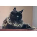 Кот мейн-кун Excellence Panther