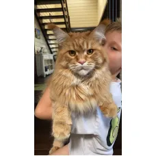 Кошка мейн-кун Excellence Qwerty