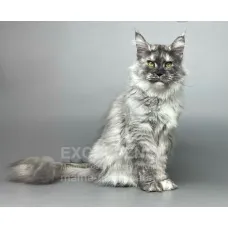 Кошка мейн-кун Excellence Reisi