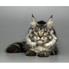 Кошка мейн-кун Excellence Ruslana