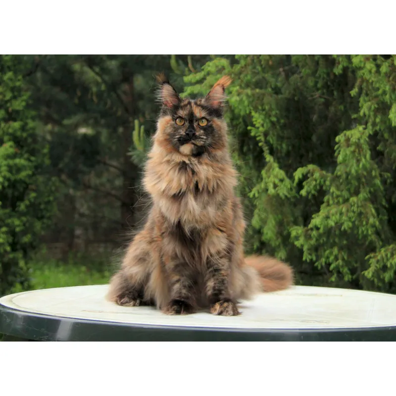 Кошка мейн-кун Excellence Sabrina