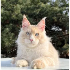 Кот мейн-кун Excellence Sebastian
