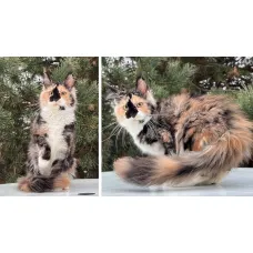 Кошка мейн-кун Excellence Shakira