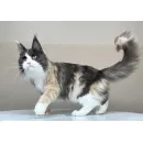 Кошка мейн-кун Excellence Stella