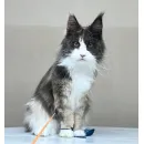 Кошка мейн-кун Excellence Stella