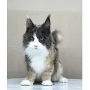 Кошка мейн-кун Excellence Stella