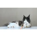 Кошка мейн-кун Excellence Stella