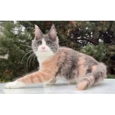 Кошка мейн-кун Excellence Stella