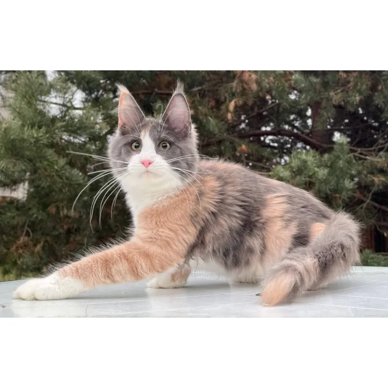 Кошка мейн-кун Excellence Stella