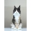 Кошка мейн-кун Excellence Stella