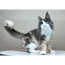 Кошка мейн-кун Excellence Stella