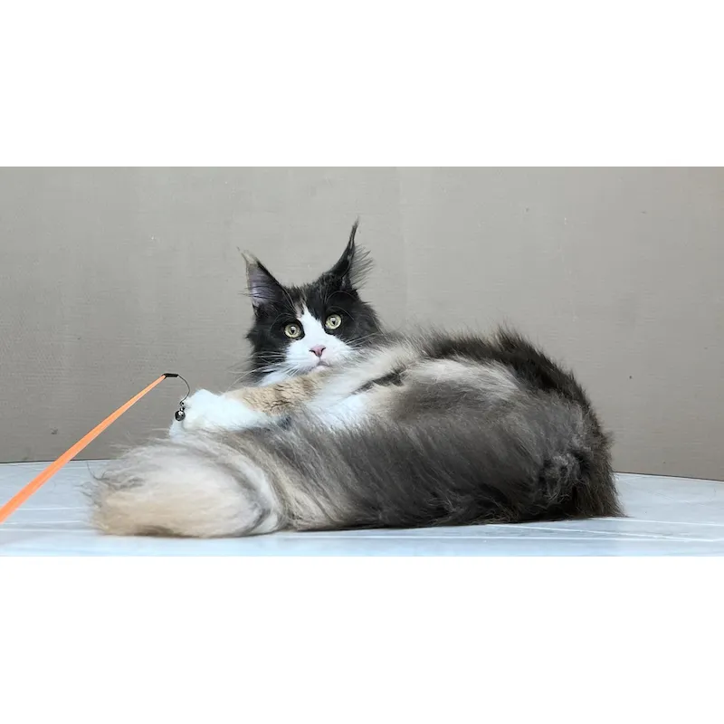 Кошка мейн-кун Excellence Stella