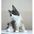 Кошка мейн-кун Excellence Stella