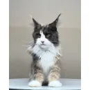 Кошка мейн-кун Excellence Stella