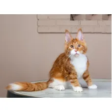 Кошка мейн-кун Sholigress Umka
