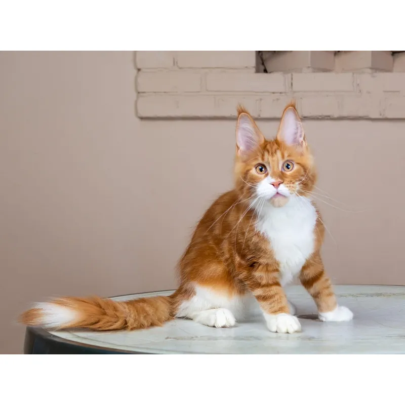 Кошка мейн-кун Sholigress Umka