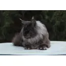Кот мейн-кун High Ximen Nordland*RU