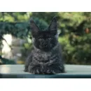 Кот мейн-кун High Ximen Nordland*RU