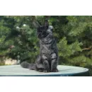 Кот мейн-кун High Ximen Nordland*RU