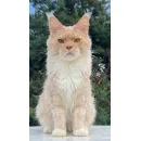 Кот мейн-кун Excellence Ximon