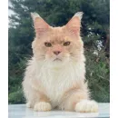 Кот мейн-кун Excellence Ximon