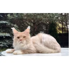 Кот мейн-кун Excellence Ximon