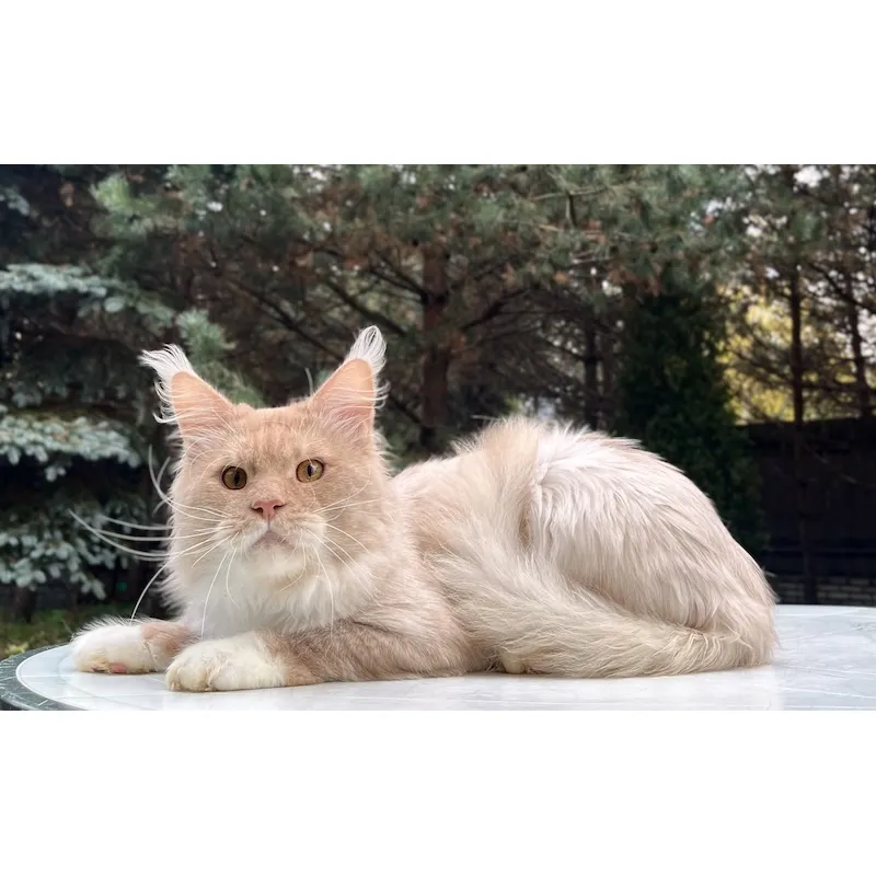 Кот мейн-кун Excellence Ximon