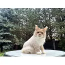 Кот мейн-кун Excellence Ximon