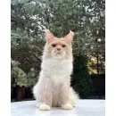 Кот мейн-кун Excellence Ximon