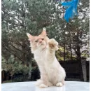 Кот мейн-кун Excellence Ximon