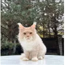 Кот мейн-кун Excellence Ximon