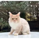 Кот мейн-кун Excellence Ximon