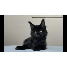 Кошка мейн-кун Excellence Athena