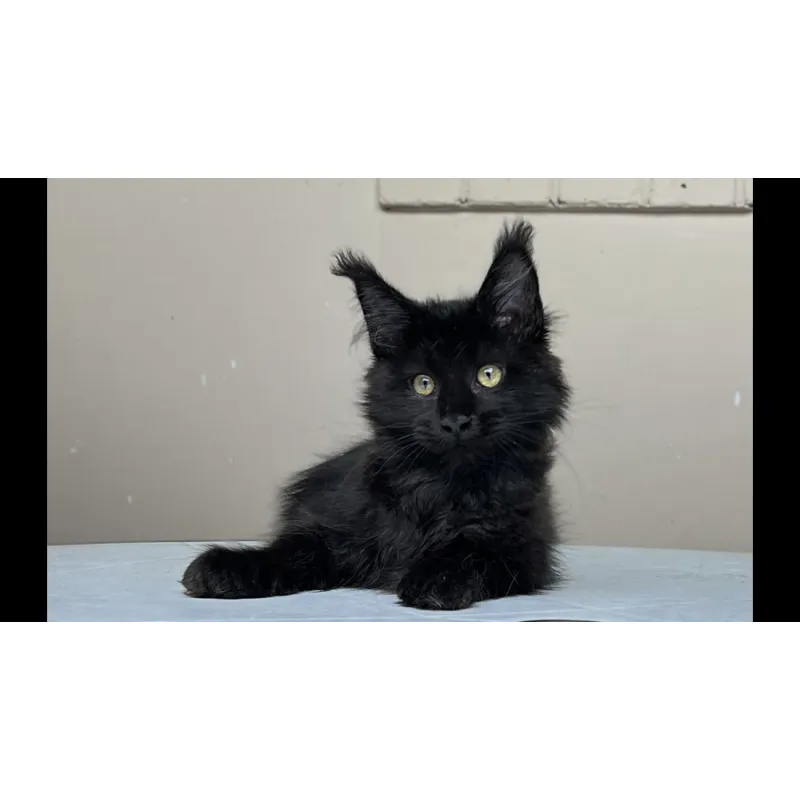Кошка мейн-кун Excellence Athena