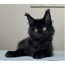 Кошка мейн-кун Excellence Athena