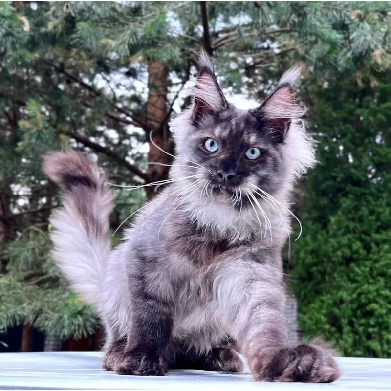 Кот мейн-кун Excellence Boreas