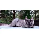 Кот мейн-кун Excellence Boreas