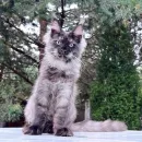Кот мейн-кун Excellence Boreas