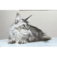 Кошка мейн-кун Excellence Cilesta