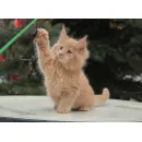Кот мейн-кун Excellence Excellence