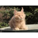 Кот мейн-кун Excellence Excellence