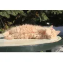 Кот мейн-кун Excellence Excellence